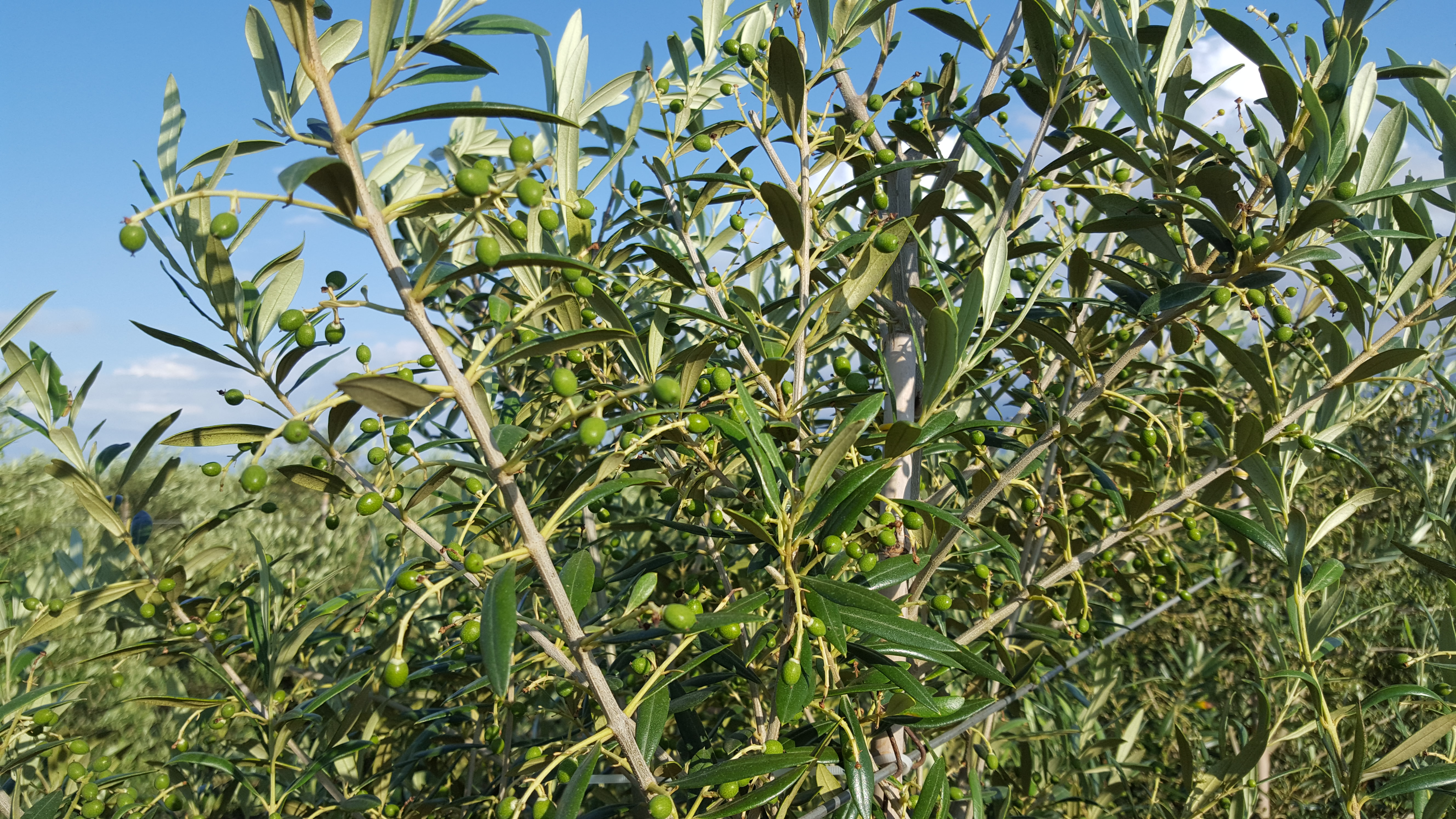 Best olive tree varieties for excellent oil production and high yield