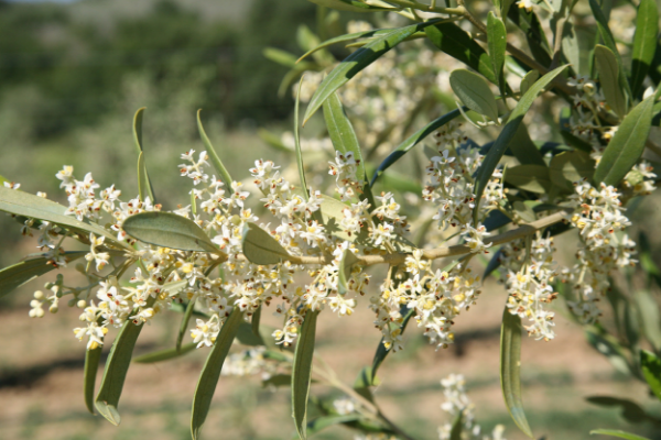 All about Arbequina: tree and olive characteristics, farming system