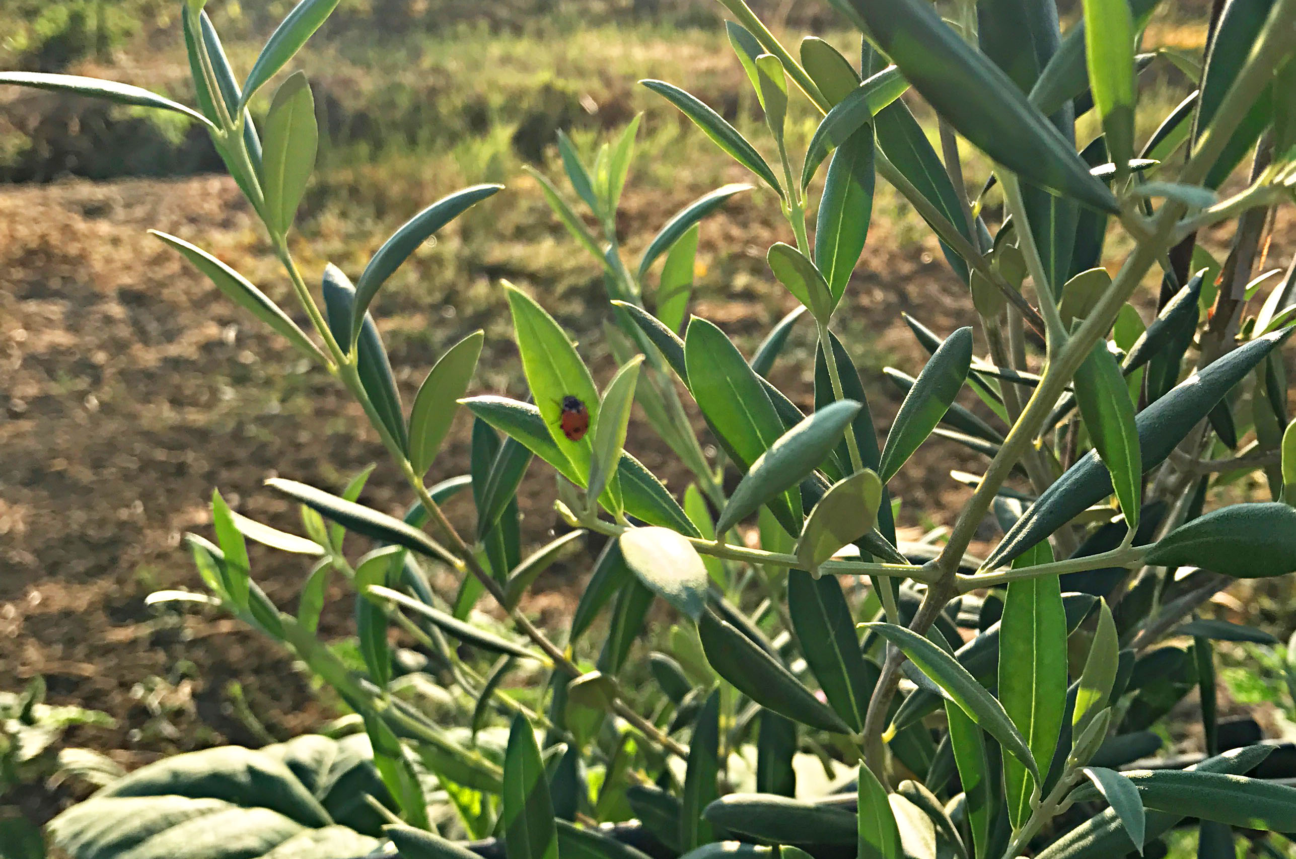 Guida all’olivicoltura ad alta densità con cultivar italiane